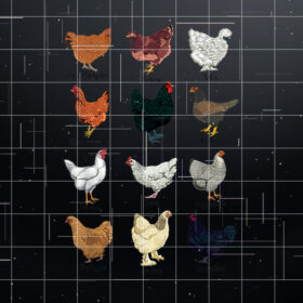 Different chickens  chicken breeds Shirt PNG, DTF, DTG, Sublimation Design