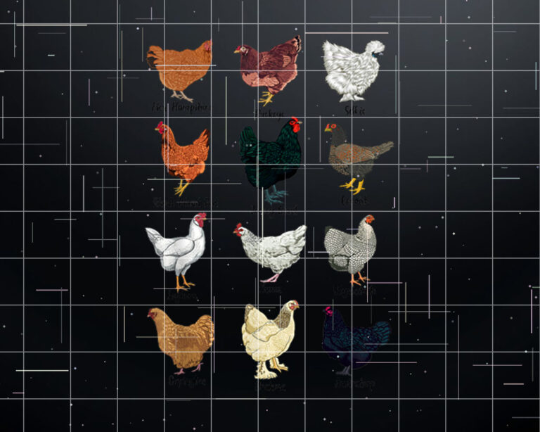 Different chickens  chicken breeds Shirt PNG, DTF, DTG, Sublimation Design